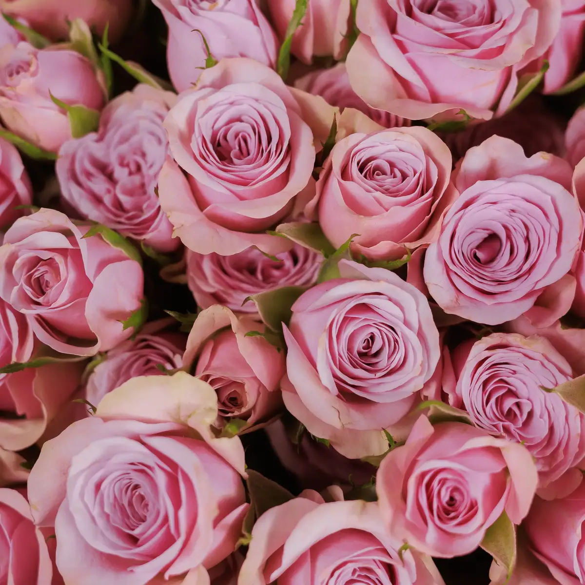 Букет 25 Троянд спрей Лейла купити недорого в Україні, фото 3