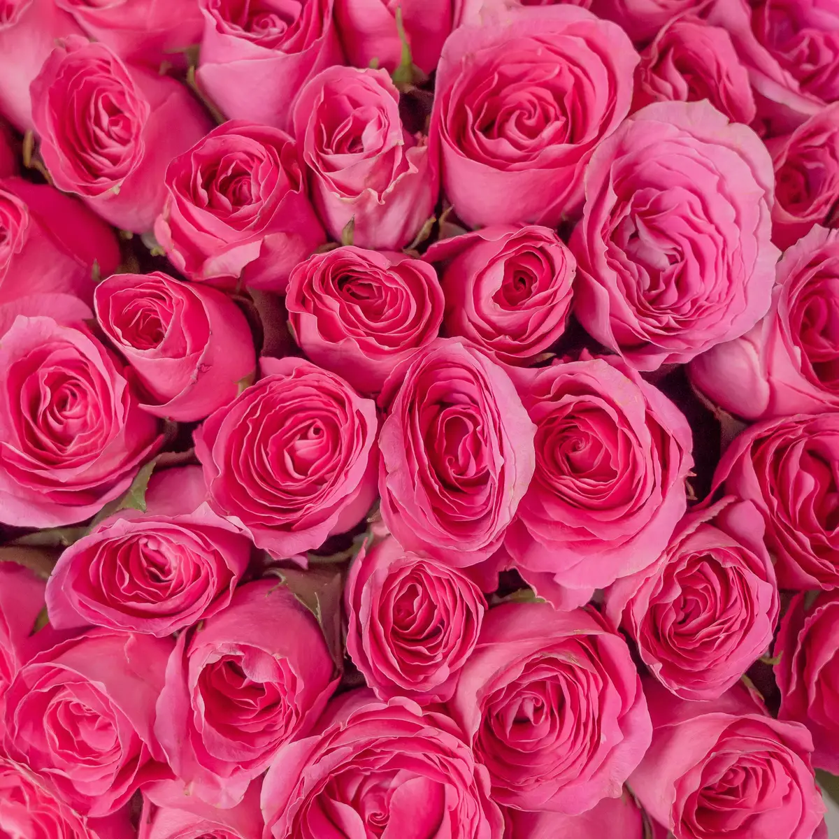 Букет 151 Роза Вотергейм купить недорого в Украине, фото 3