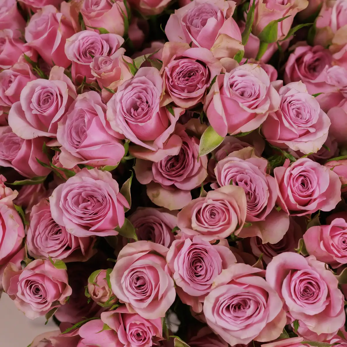 Букет 45 Троянд спрей Лейла купити недорого в Україні, фото 3