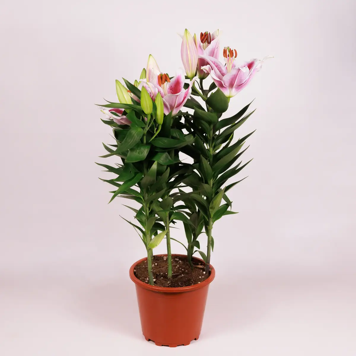 Лили розовая D19 купить