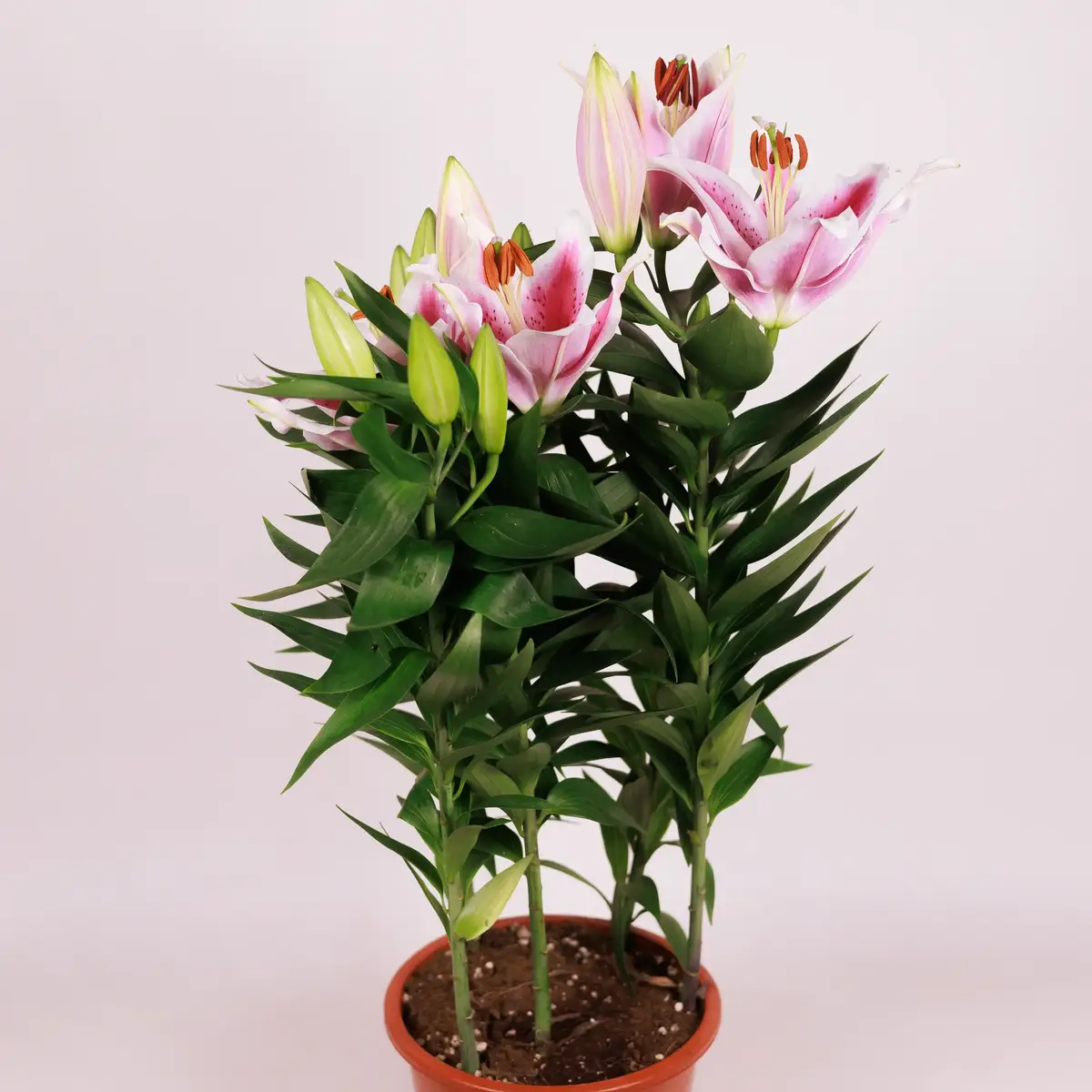 Лили розовая D19 купить недорого в Украине, фото 2