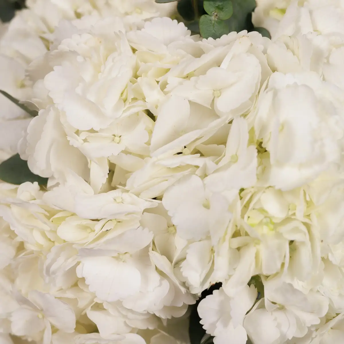 Букет 5 Білих Гортензій купити недорого в Україні, фото 3