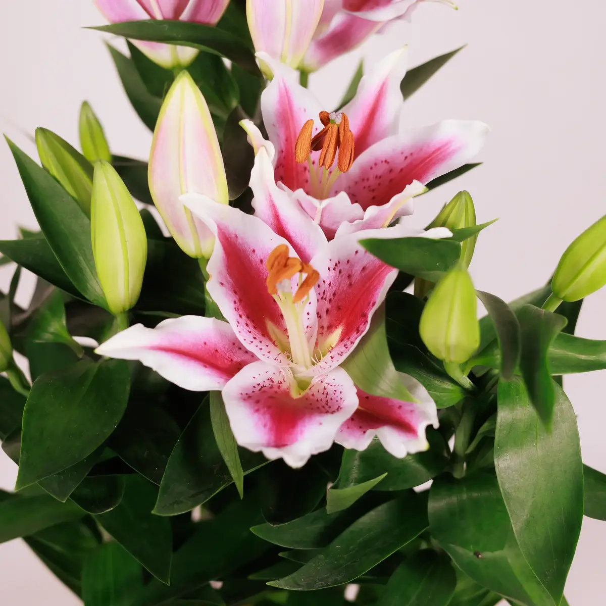 Лили розовая D19 купить недорого в Украине, фото 3