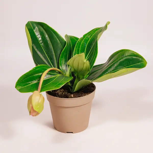 Медініла d14 купити