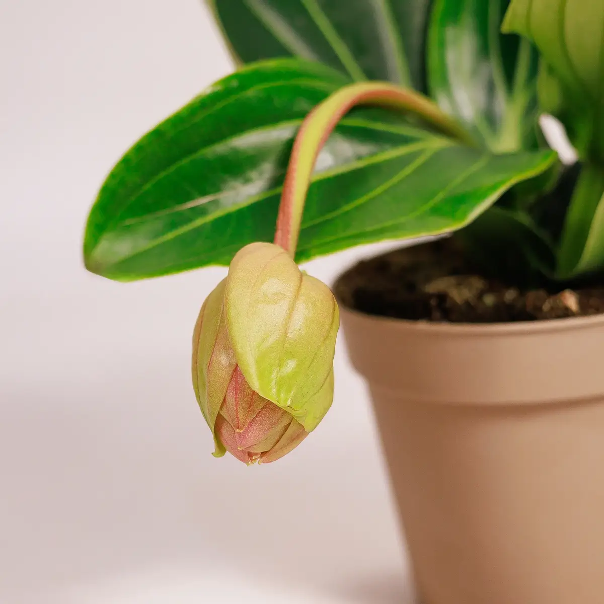 Медініла d14 купити недорого в Україні, фото 2