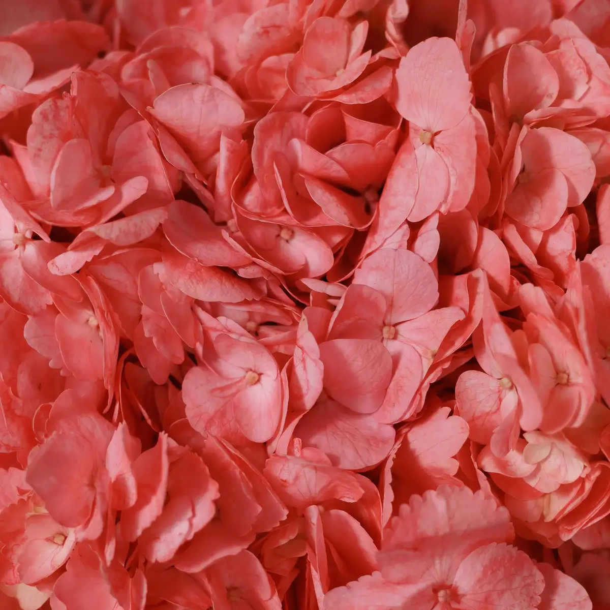 Букет 7 Коралових Гортензій купити недорого в Україні, фото 3