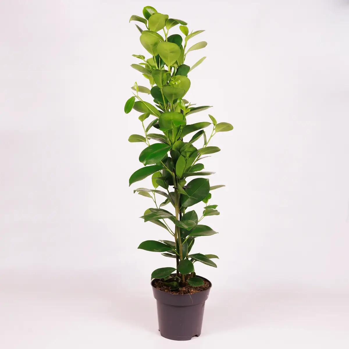 Фікус Мокламе d14 купити