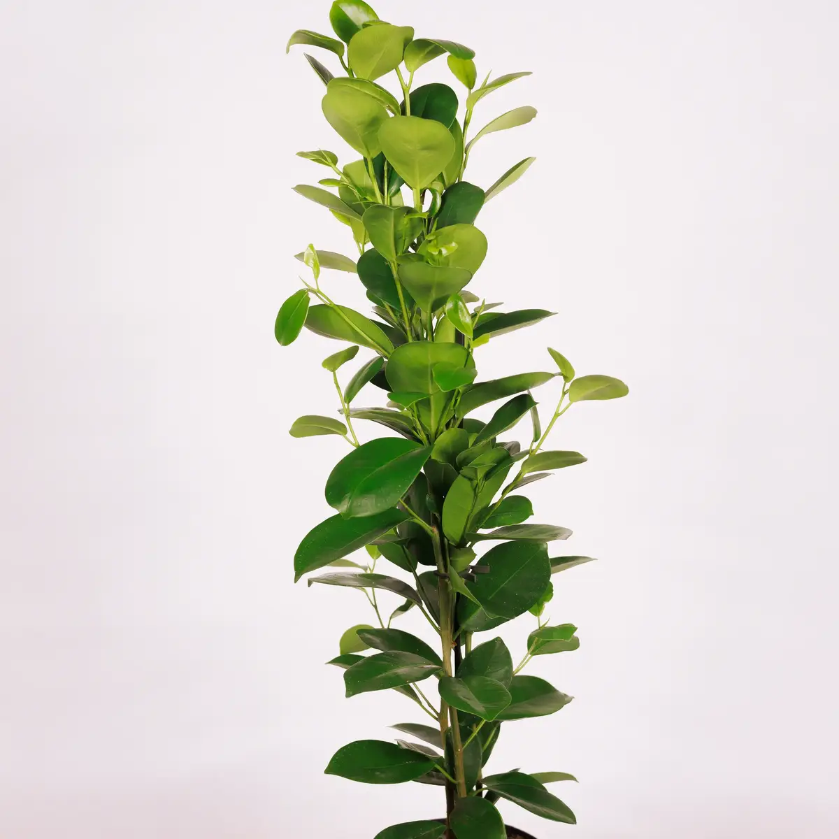 Фікус Мокламе d14 купити недорого в Україні, фото 2