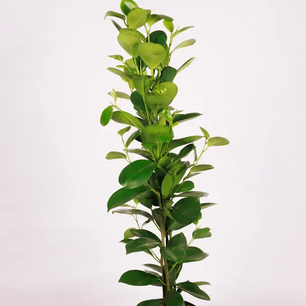 Фікус Мокламе d14 купити