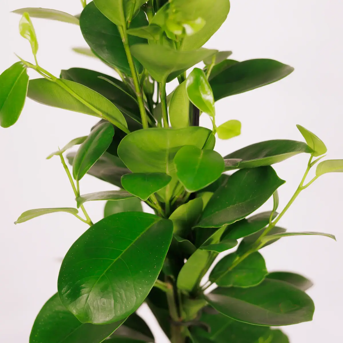 Фікус Мокламе d14 купити недорого в Україні, фото 3