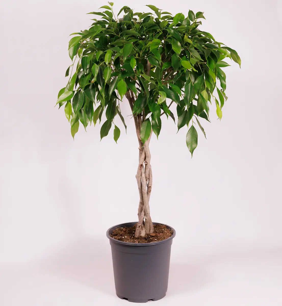 Фікус Бенжаміна Даніель d17 купити