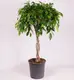 Фікус Бенжаміна Даніель d17 купити недорого в Україні, фото 868