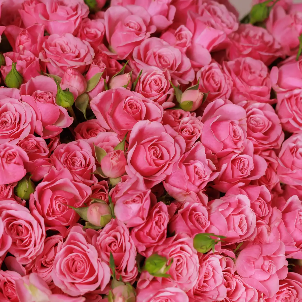 Букет 45 Роз спрей Пинк Бум купить недорого в Украине, фото 3