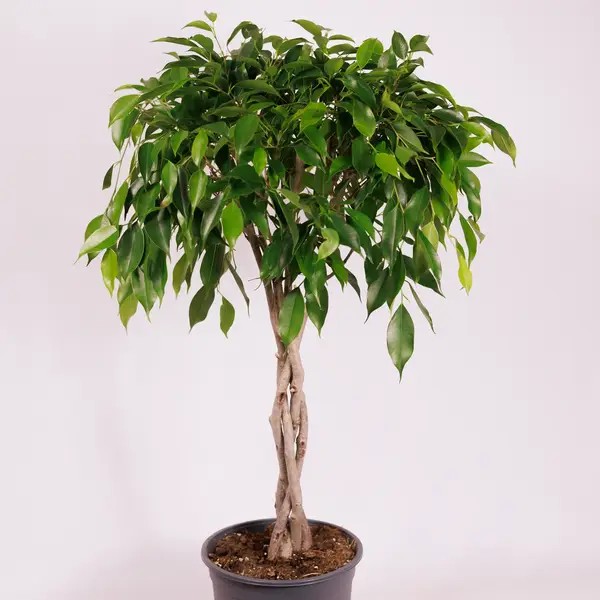 Фікус Бенжаміна Даніель d17 купити