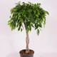 Фікус Бенжаміна Даніель d17 купити