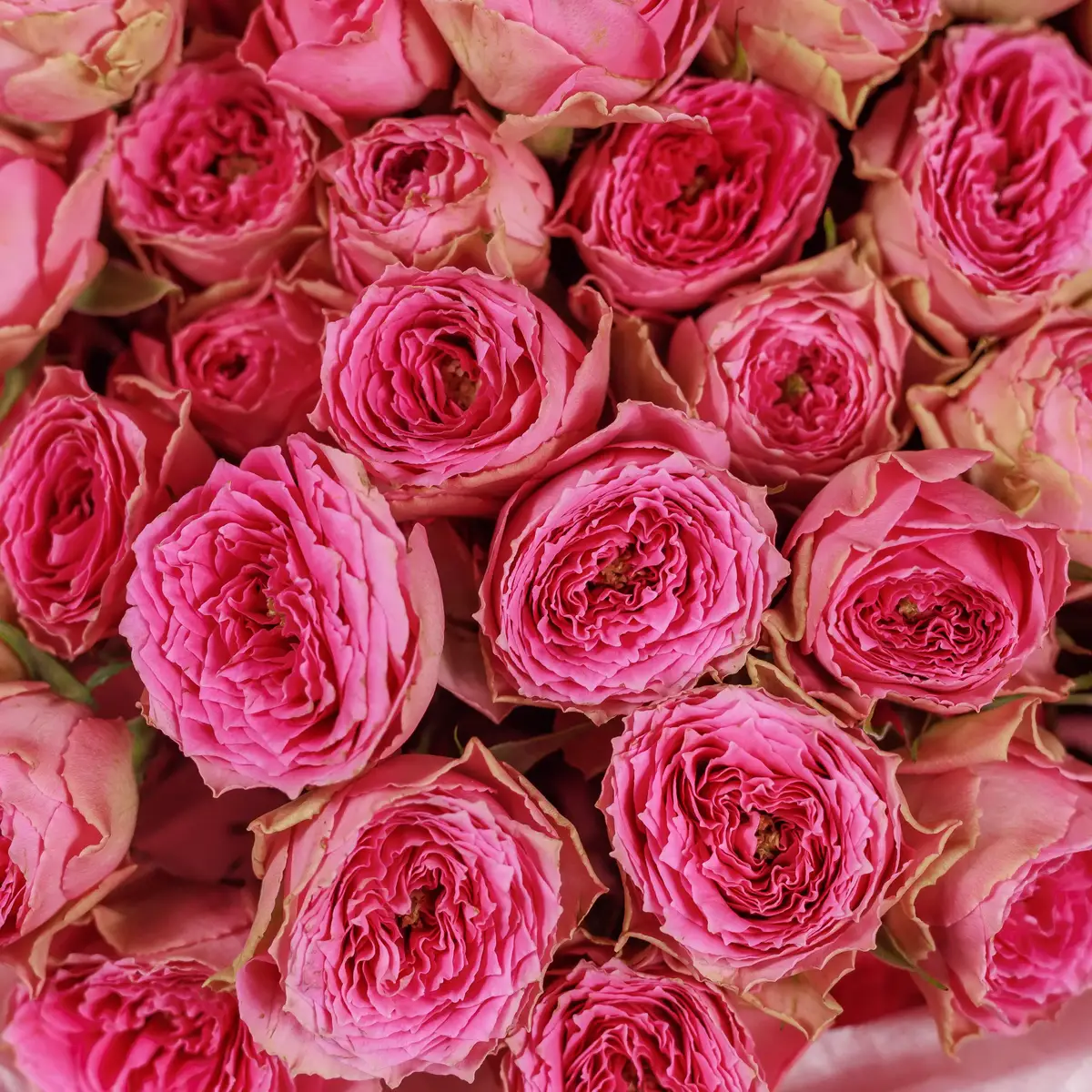 Букет 19 Троянд спрей Пінк Біжокс купити недорого в Україні, фото 3