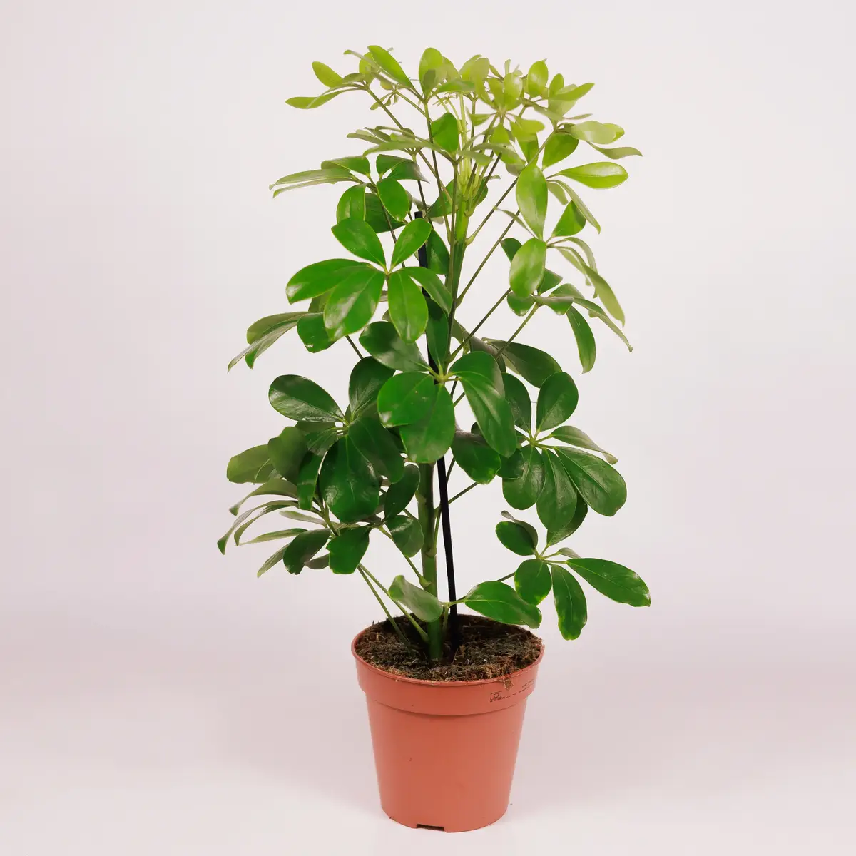 Шефлера D13 купить