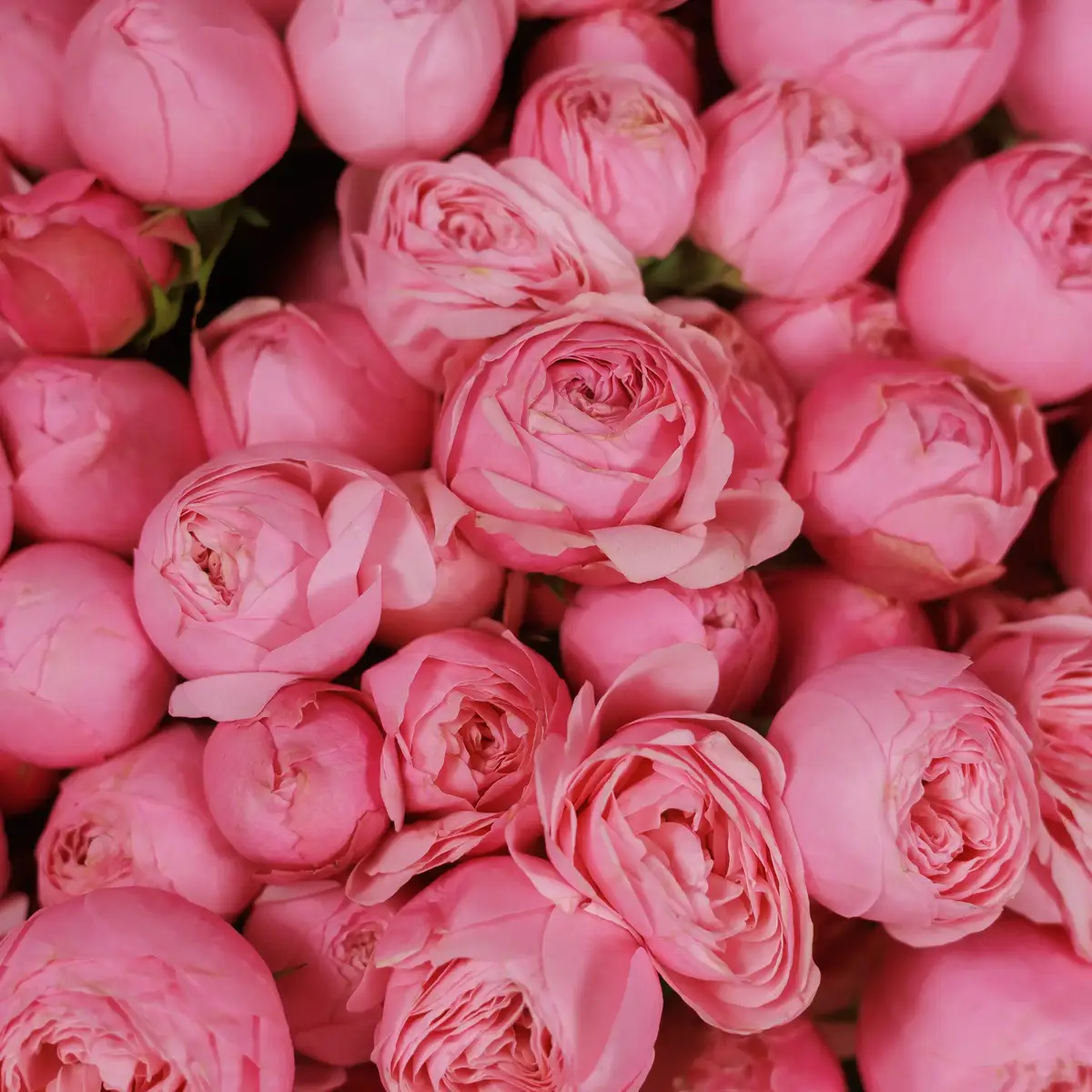 Букет 39 Роз спрей Сильва Пинк купить недорого в Украине, фото 3