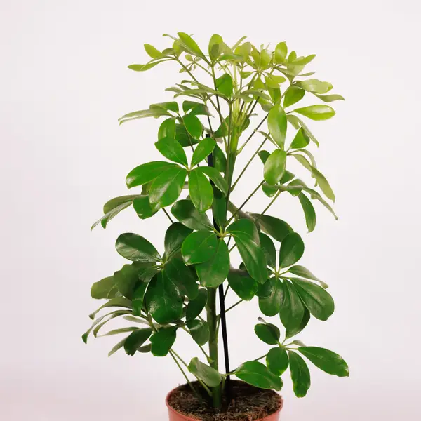 Шефлера D13 купить