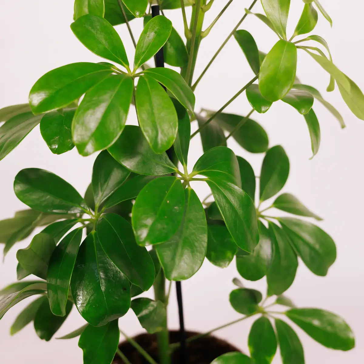 Шефлера D13 купить недорого в Украине, фото 3