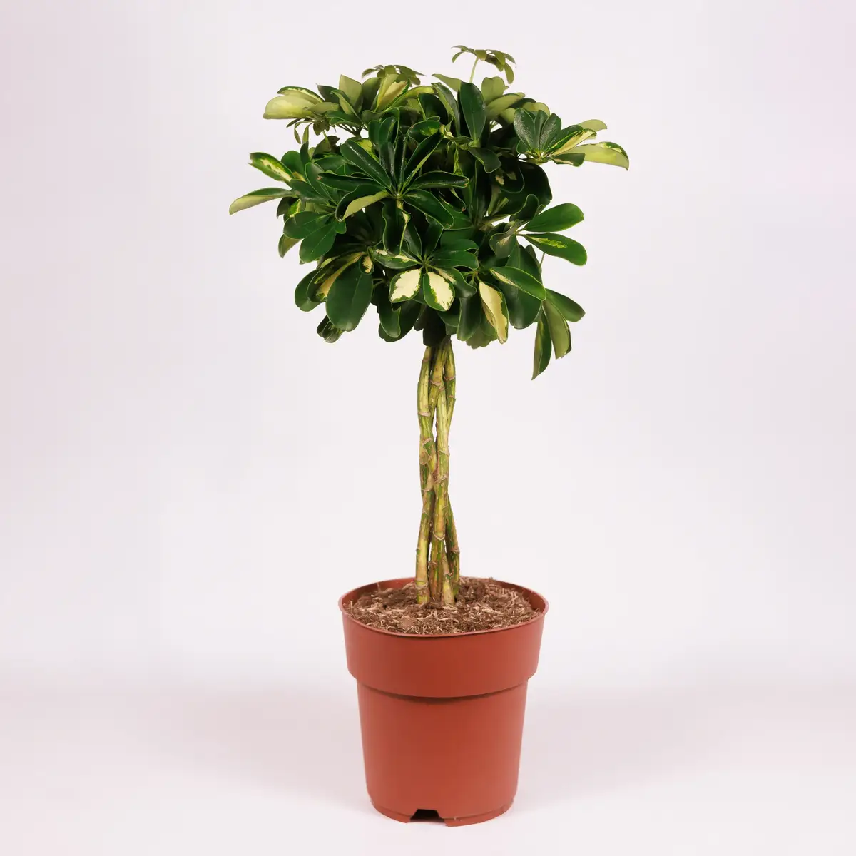 Шефлера плетеная D19 купить