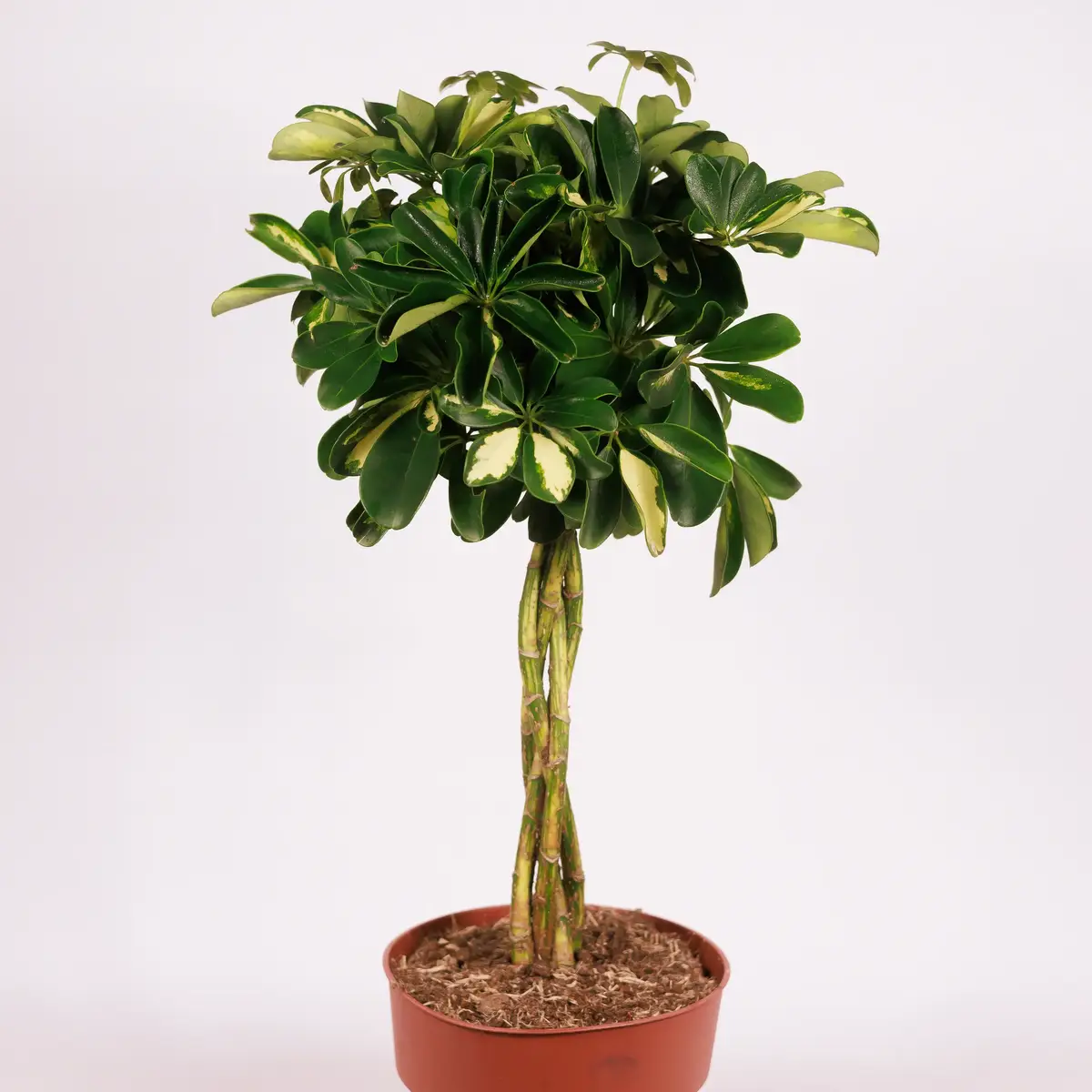 Шефлера плетеная D19 купить недорого в Украине, фото 2