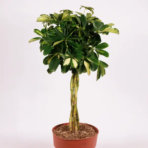 Шефлера плетеная D19 купить