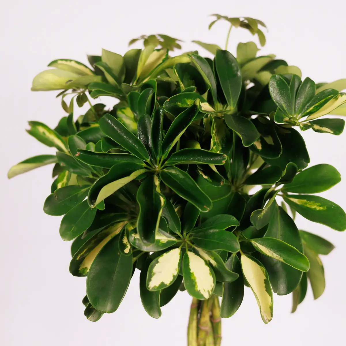 Шефлера плетеная D19 купить недорого в Украине, фото 3