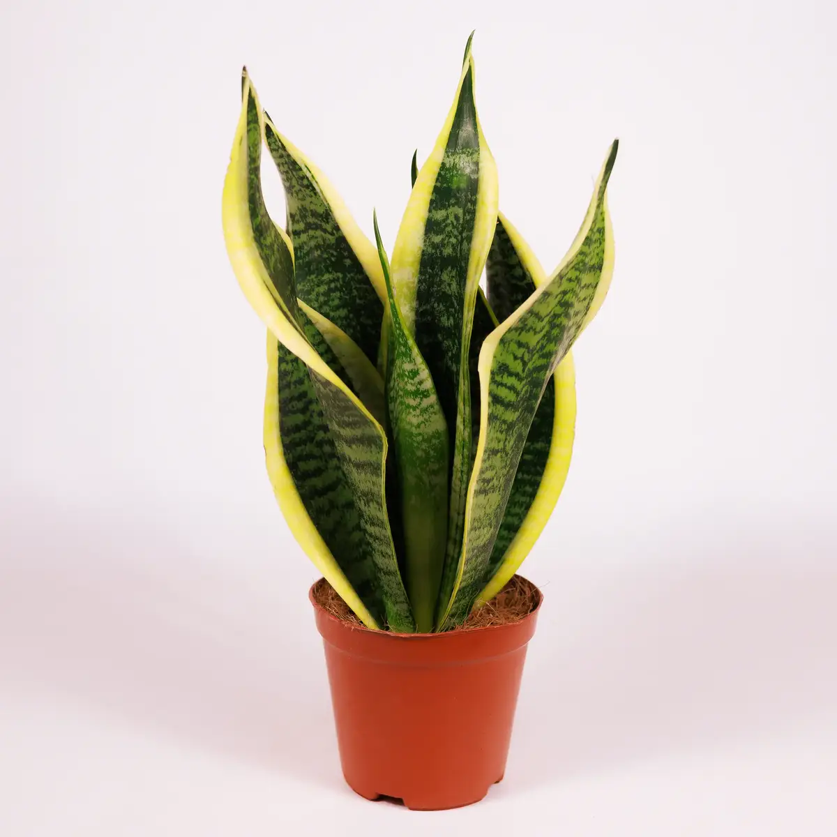 Сансеверія d12 купити