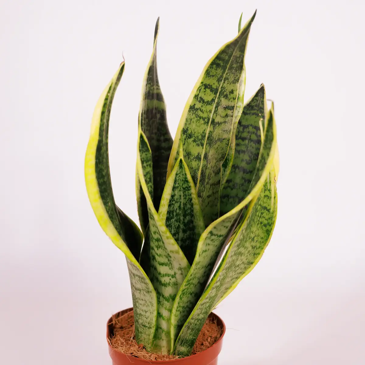 Сансеверія d12 купити недорого в Україні, фото 2