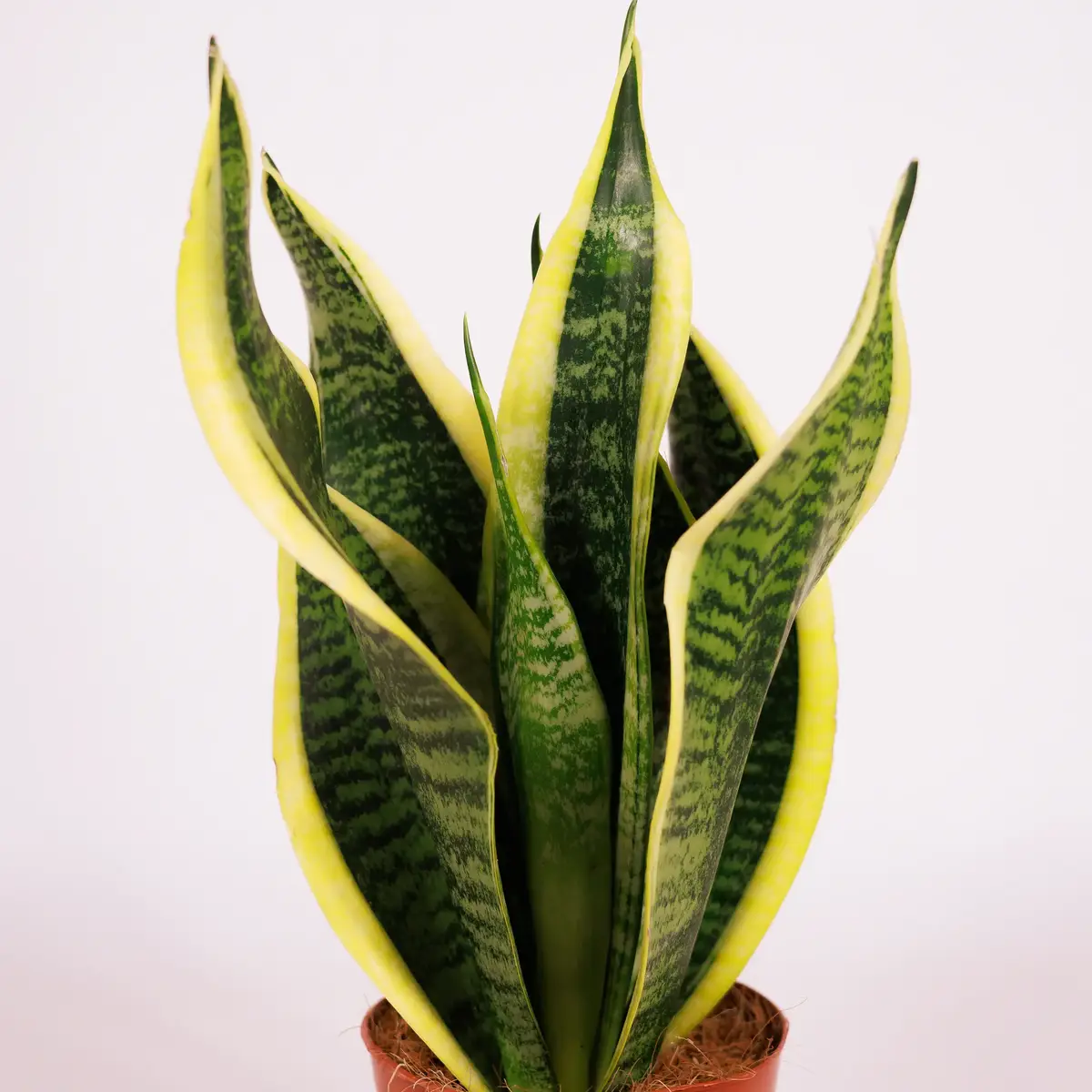 Сансеверія d12 купити недорого в Україні, фото 3