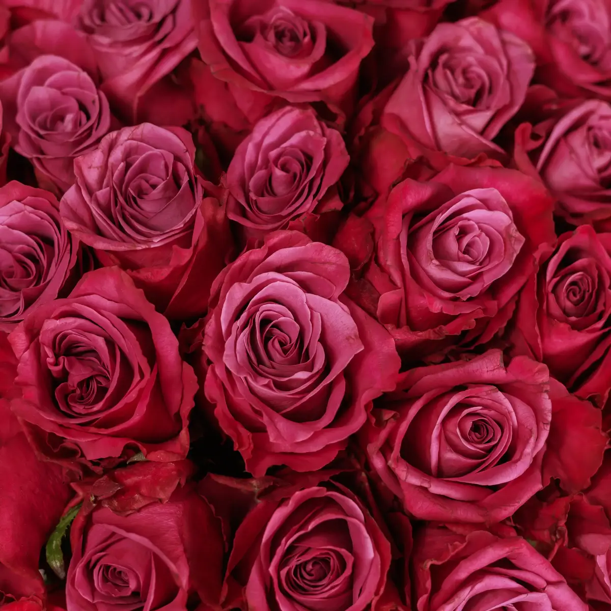 Букет 51 Троянда Іневітейбл купити недорого в Україні, фото 3