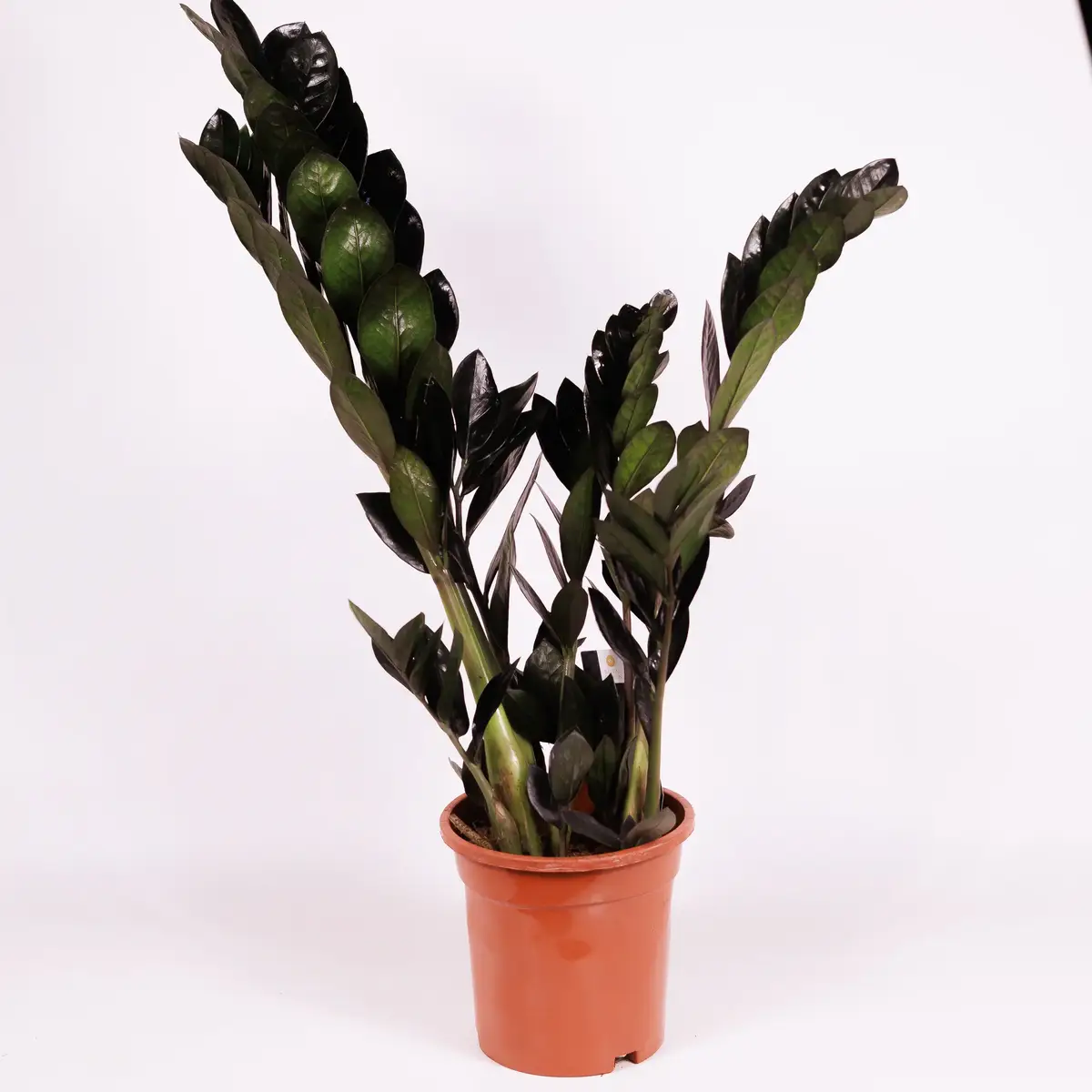 Заміокулькас Равен d17 купити