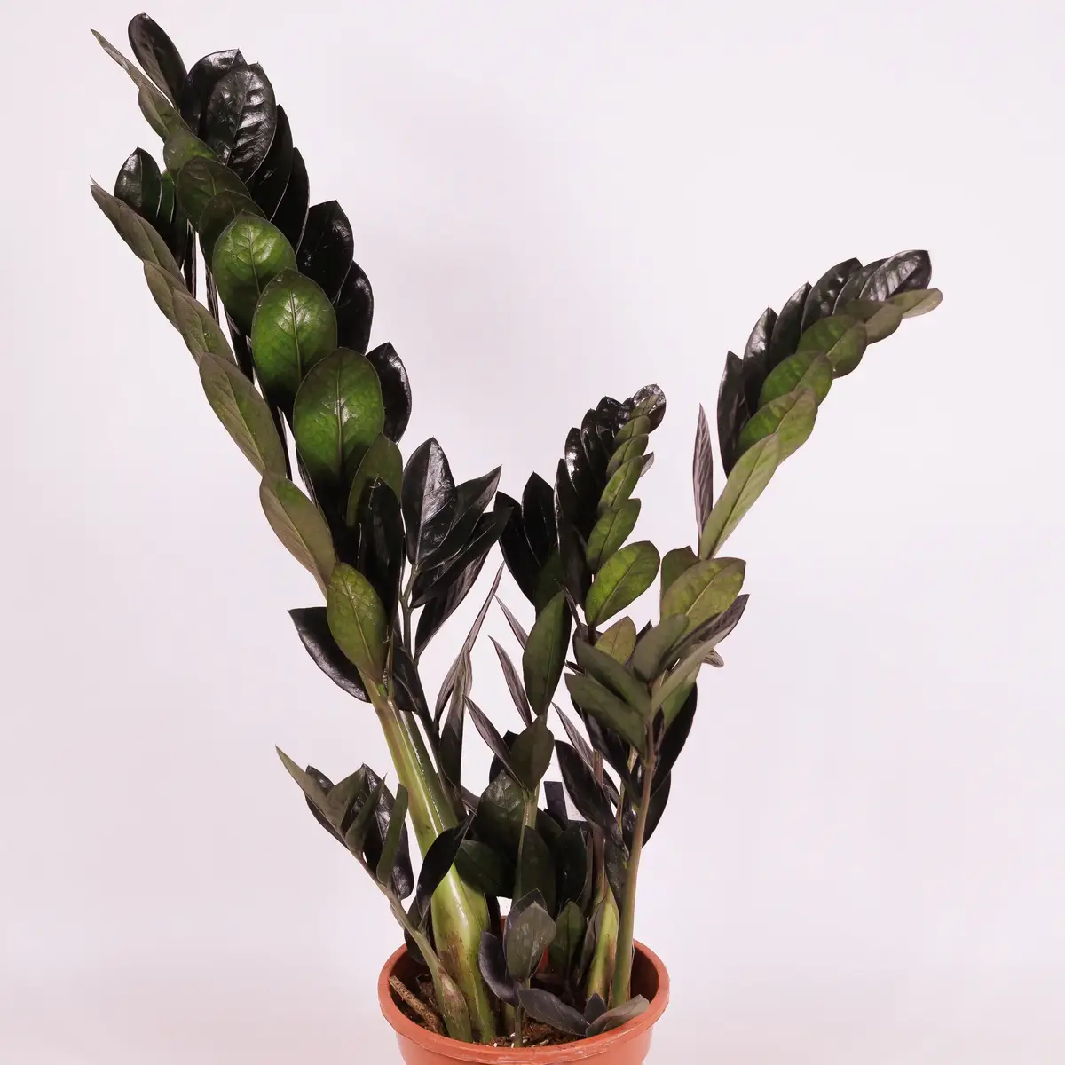 Заміокулькас Равен d17 купити недорого в Україні, фото 2