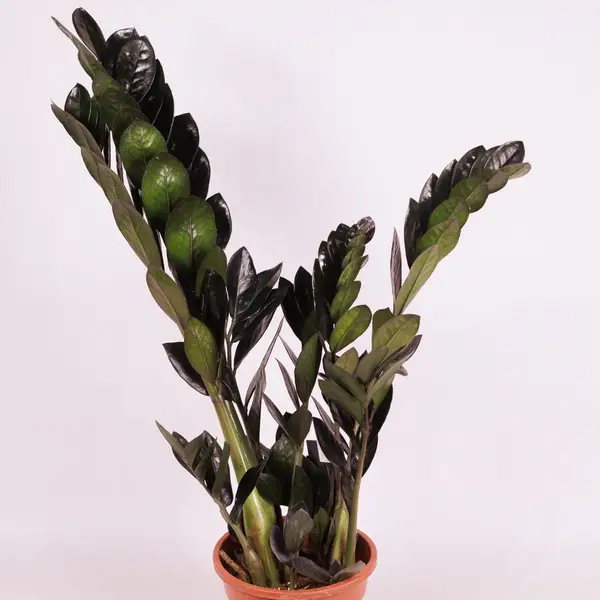 Заміокулькас Равен d17 купити