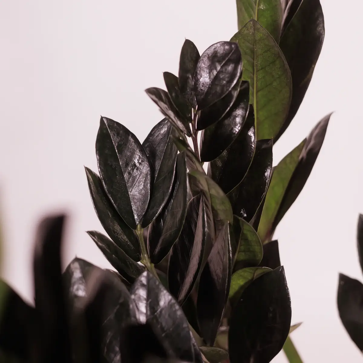 Заміокулькас Равен d17 купити недорого в Україні, фото 3