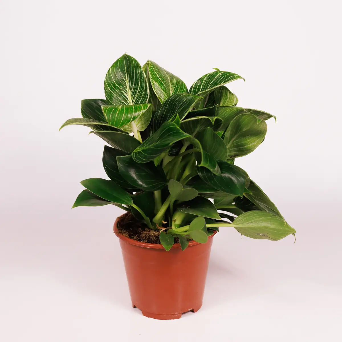 Філодендрон Биркин D14 купить