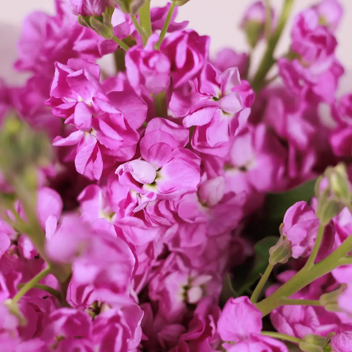 Букет 9 Рожевих Матіол купити недорого в Україні, фото 3