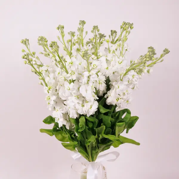 Букет 21 Біла Матіола купити