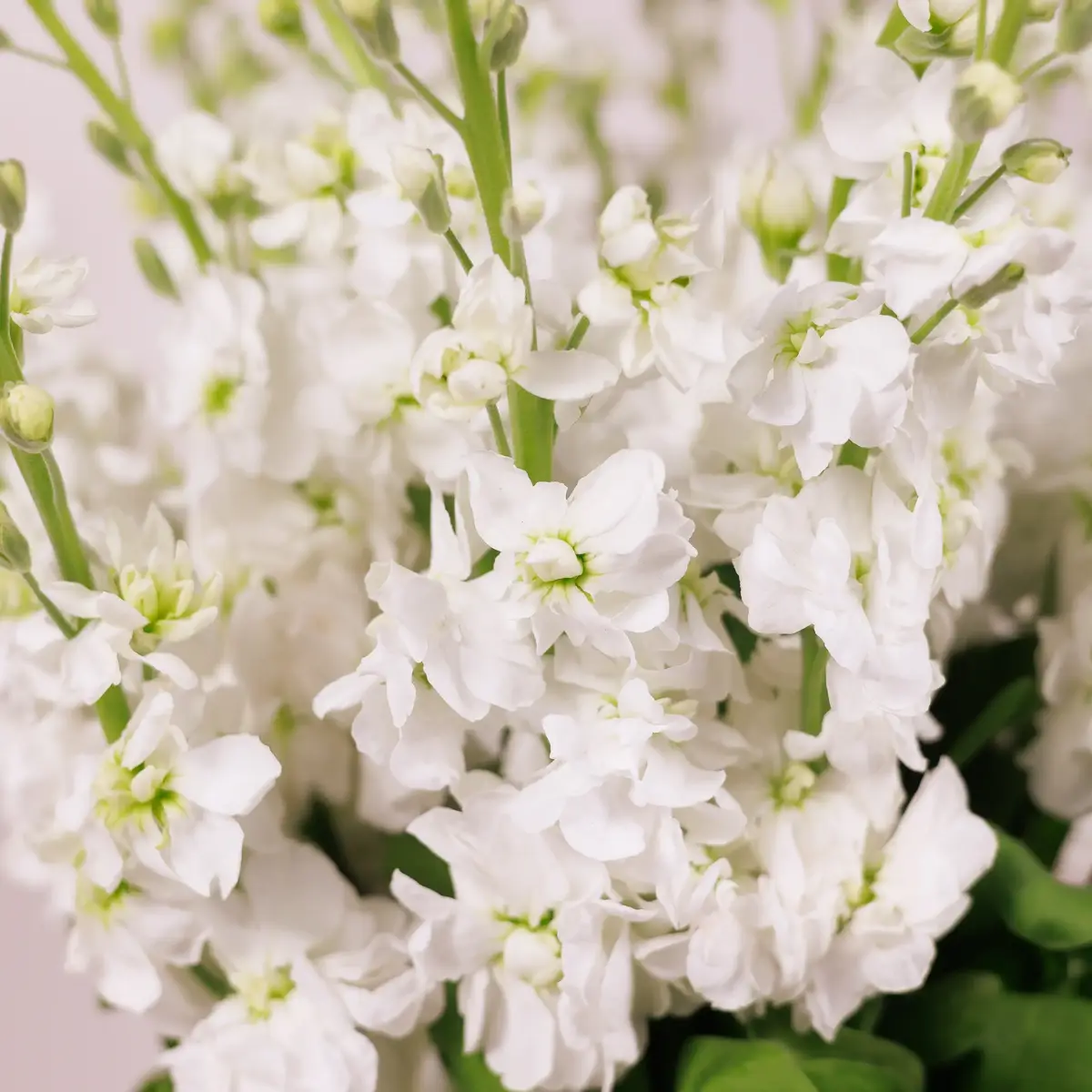 Букет 21 Біла Матіола купити недорого в Україні, фото 3