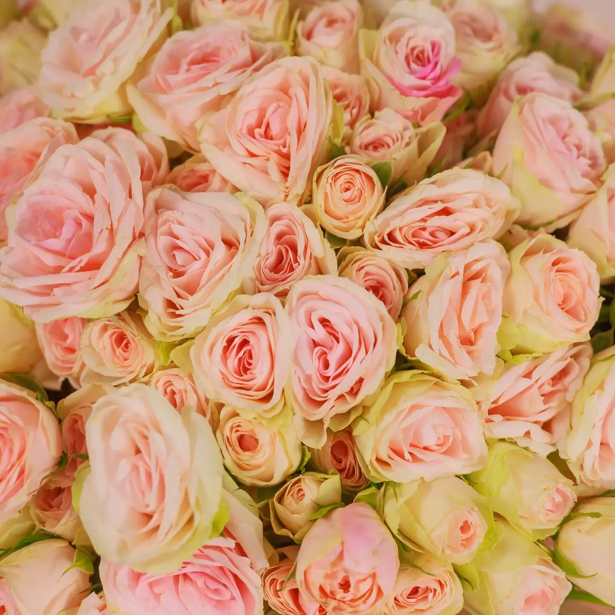 Букет 35 Троянд спрей Крісті купити недорого в Україні, фото 3