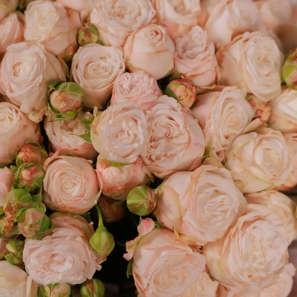 Букет из 39 роз спрей бомбастик купить недорого в Украине, фото 3