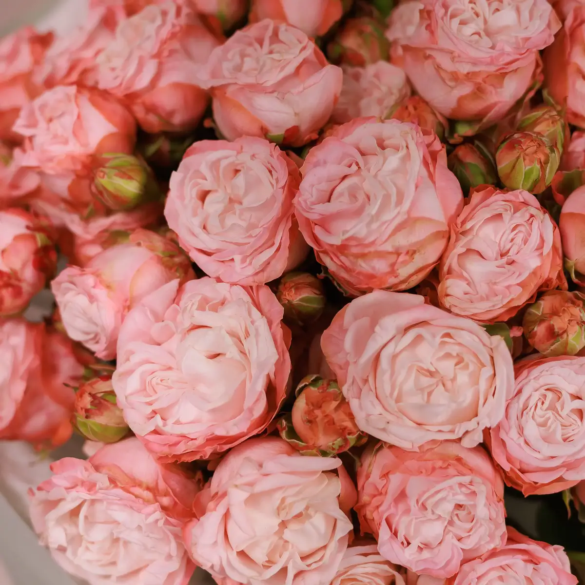 Букет 19 Троянд спрей Мадам Бомбастик купити недорого в Україні, фото 3