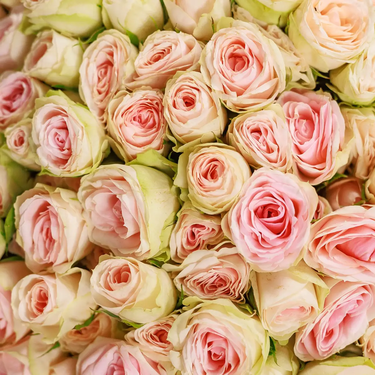 Букет 55 Троянд спрей Крісті купити недорого в Україні, фото 3