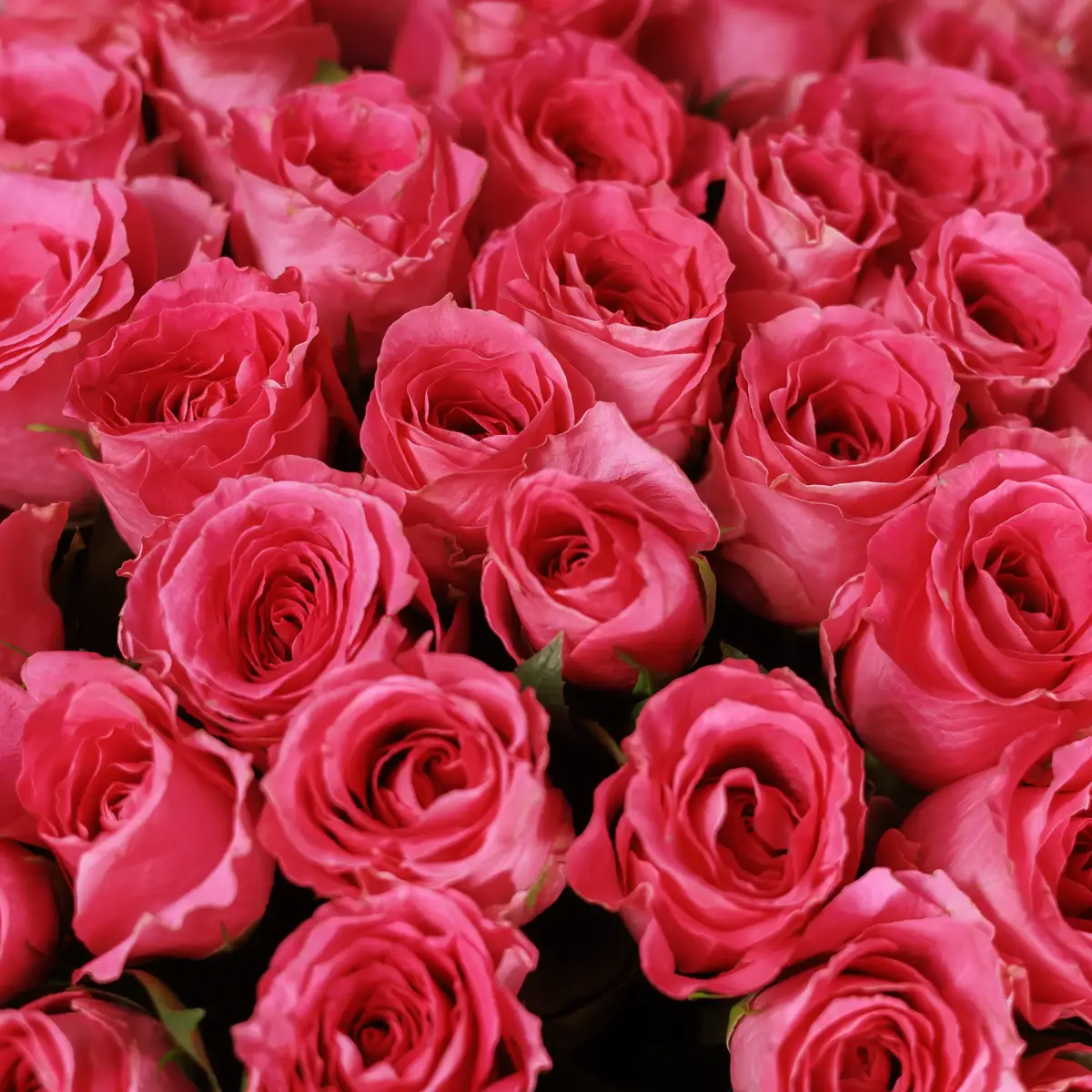 Букет 55 Троянд Вотергейм купити недорого в Україні, фото 3