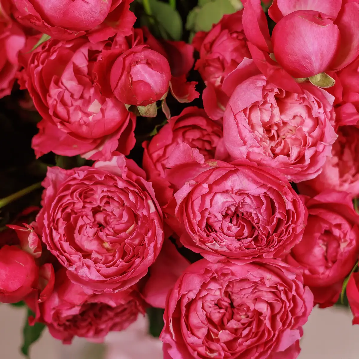 Букет 41 Троянда спрей Джульєта Церіз купити недорого в Україні, фото 3