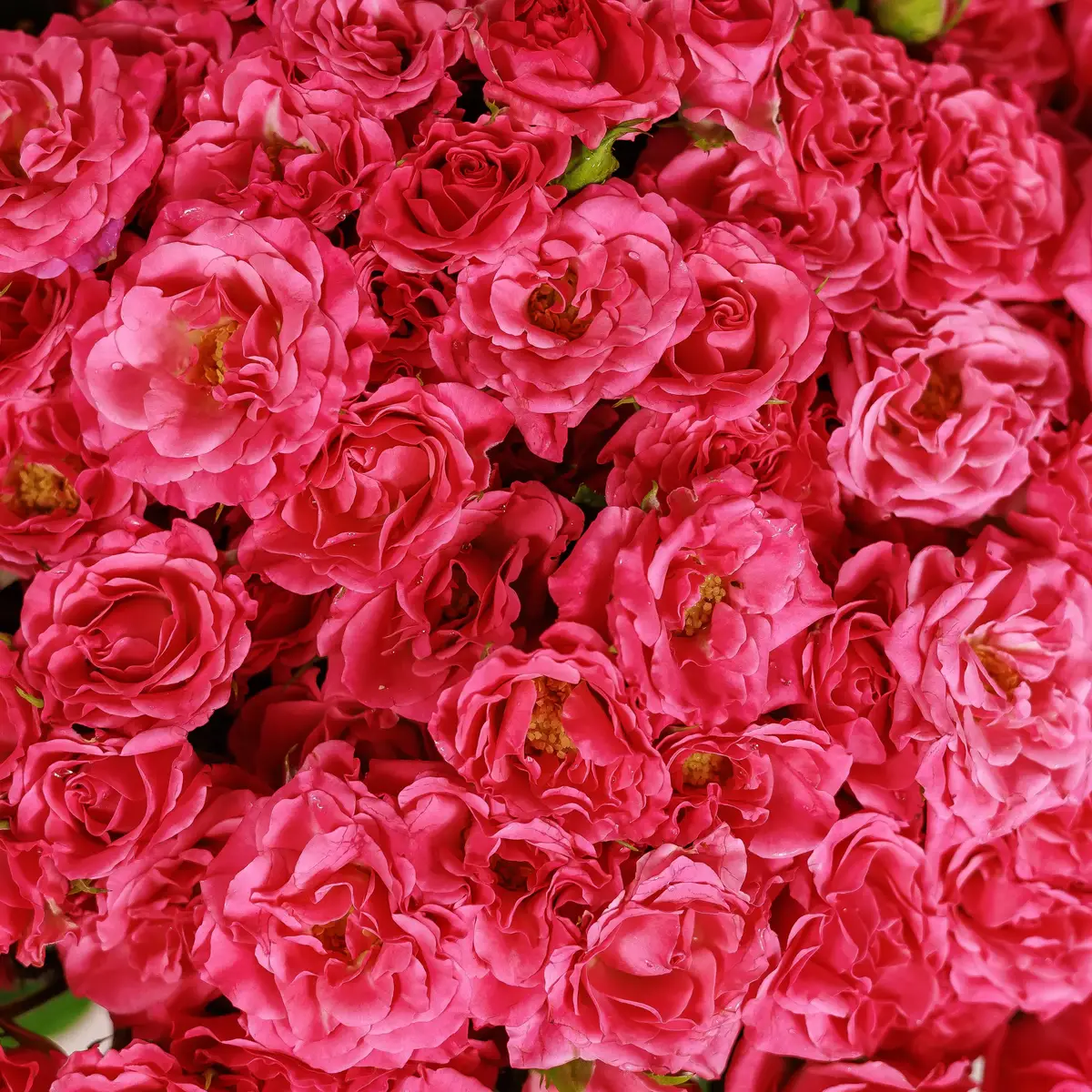 Букет 35 Троянд спрей Ліана купити недорого в Україні, фото 3