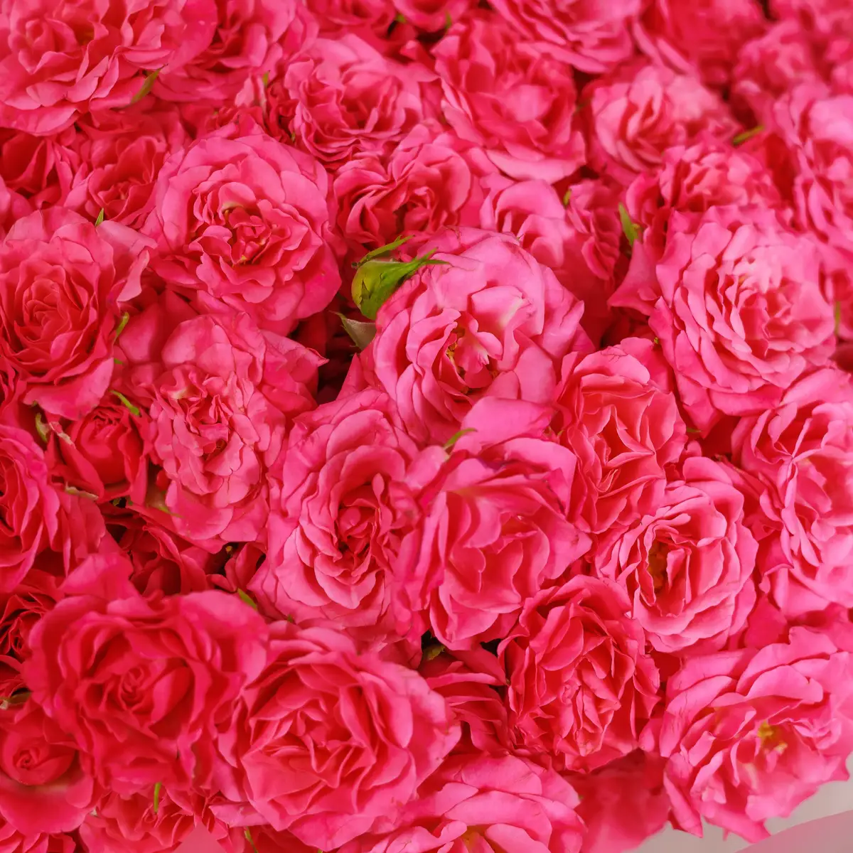 Букет 55 Троянд спрей Ліана купити недорого в Україні, фото 3