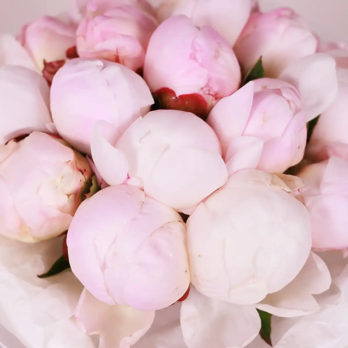 Букет 15 Рожевих Півоній Гарденія купити недорого в Україні, фото 3