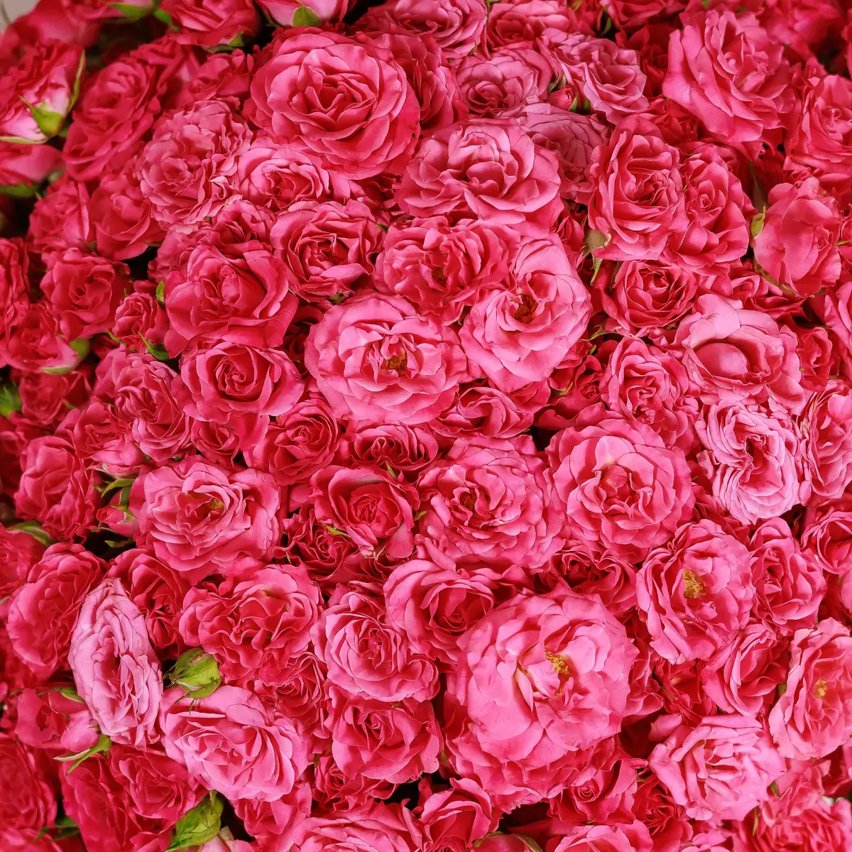 Букет 75 Троянд спрей Ліана купити недорого в Україні, фото 3